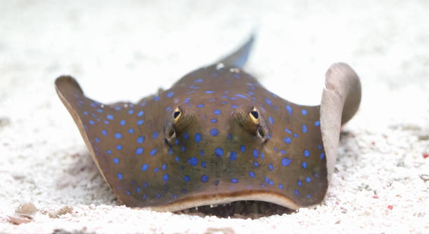 istock Stingray Bluespotted Ribbontail Ray 1206693074