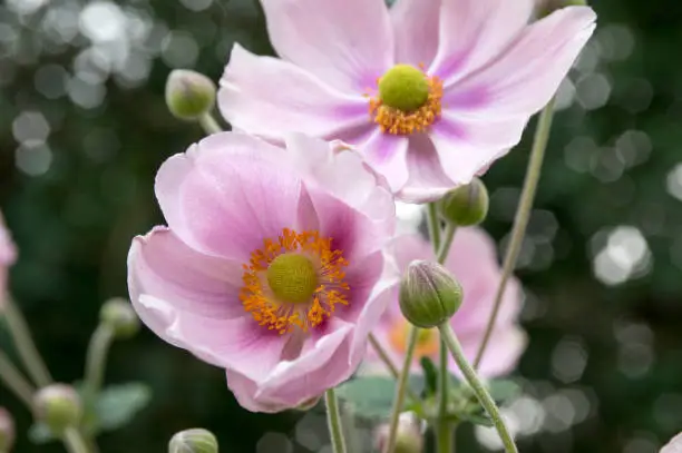 Photo of Anemone hupehensis japonica in bloom, beautiful pink flowering park ornamental plant