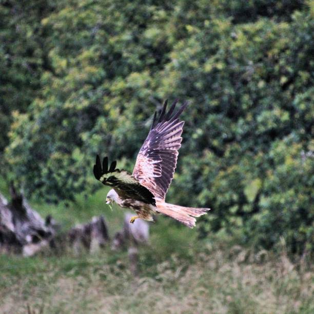 istock A view of a Red Kite in flight 1206693904