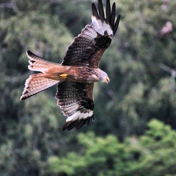 istock A view of a Red Kite in flight 1206693957