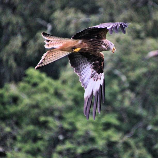istock A view of a Red Kite in flight 1206693964