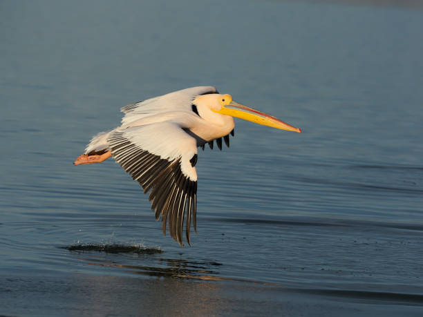 istock Great-white pelican, Pelecanus onocrotalus 1206694110