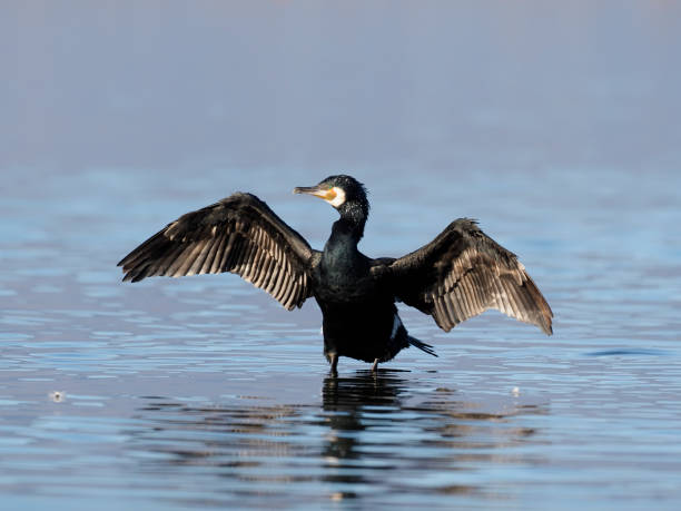 大きな鵜、 ファラクロコラックスカルボ - great black cormorant ストックフォトと画像