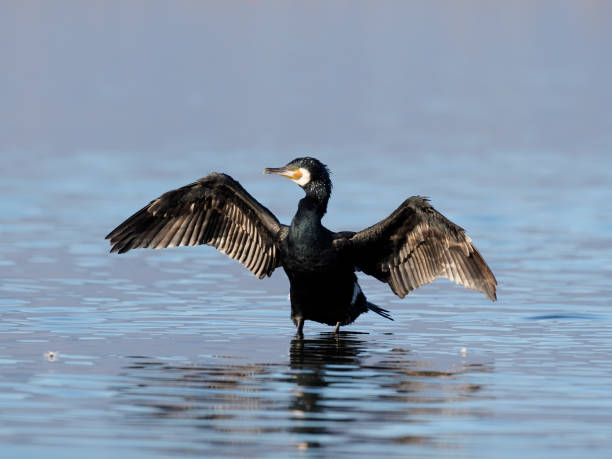 grande cormorão, phalacrocorax carbo - great black cormorant - fotografias e filmes do acervo