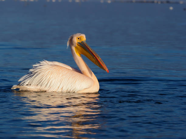 Great-white pelican, Pelecanus onocrotalus