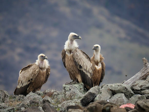 istock Griffon vulture, Gyps fulvus 1206694173