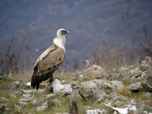 istock Griffon vulture, Gyps fulvus 1206694175