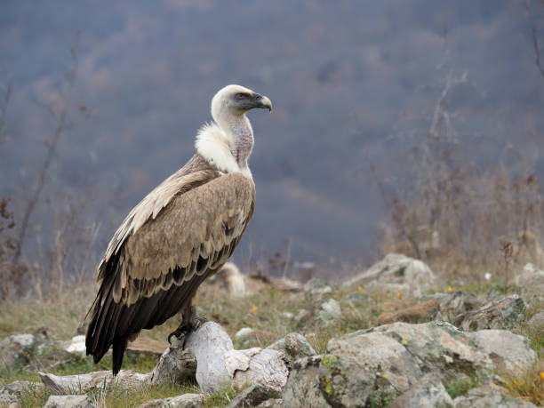 istock Griffon vulture, Gyps fulvus 1206694213