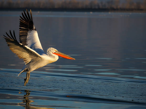 istock Dalmatian pelican, Pelecanus crispus 1206694266