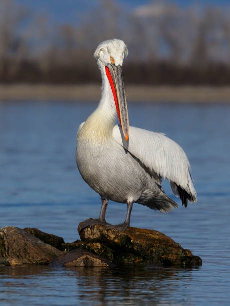 istock Dalmatian pelican, Pelecanus crispus 1206694388