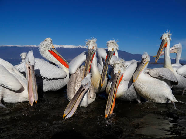 istock Dalmatian pelican, Pelecanus crispus 1206694437