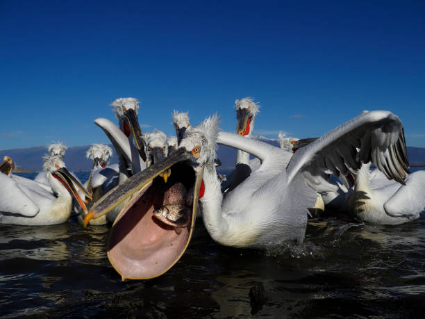 istock Dalmatian pelican, Pelecanus crispus 1206694452