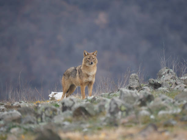 istock European jackal, Canis aureus moreoticus 1206694472