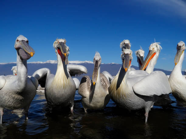 istock Dalmatian pelican, Pelecanus crispus 1206694505