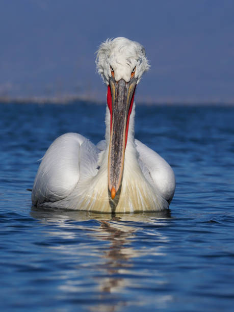 istock Dalmatian pelican, Pelecanus crispus 1206694561
