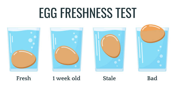 Eggs floating in transparent glass of water isolated on white background. Eggs floating in transparent glass of water isolated on white background. Egg freshness test. Four degree set of freshness from fresh product to bad. Vector flat design cartoon style food illustration cartoon of bird with glasses stock illustrations