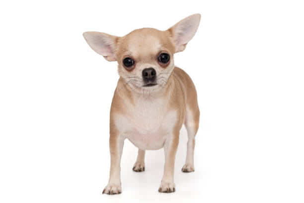 istock Dog breed Chihuahua beige 1206696638
