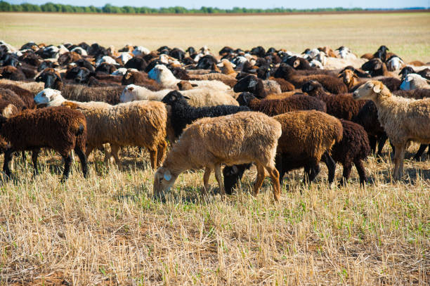 istock Flock of sheep on the meadow 1206696939