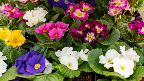 istock Primula primrose blossom bloom set background backdrop design. Blue pink white red blooming flower. Primula primrose bushes in a pot 1206697159