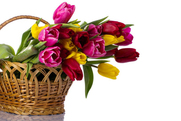 istock Tulips in a wicker basket 1206697898