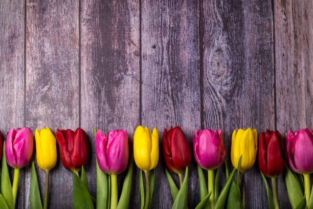 istock Tulips on a wooden background 1206697910