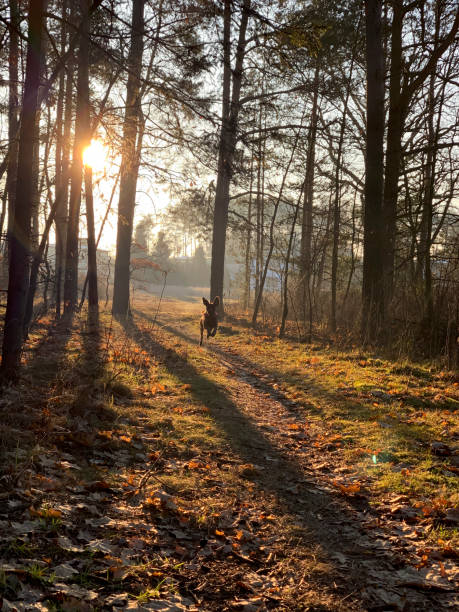 istock Sunset time and dog on the meadow 1206698326