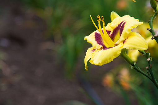 Colorful flowers grow in the city park. Roses, irises, chrysanthemums.