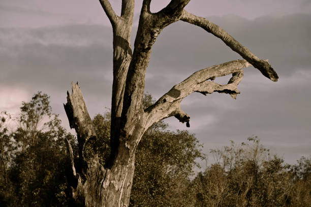 Dead tree trunk in a suburb of Perth, Australia. Monotone and high contrast image in the afternoon light.