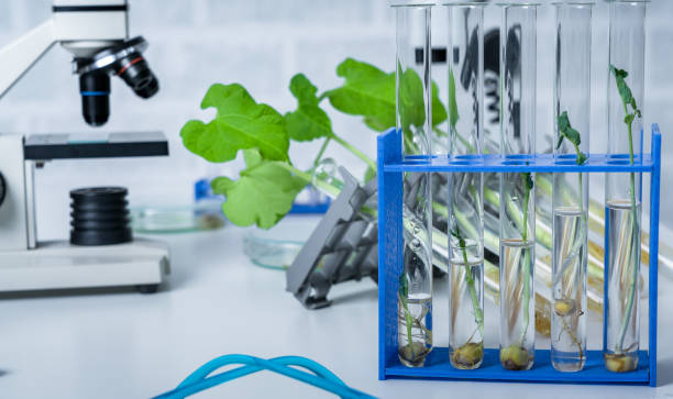 sperimentare la flora in laboratorio. piantine in laboratorio. - agrigulture foto e immagini stock