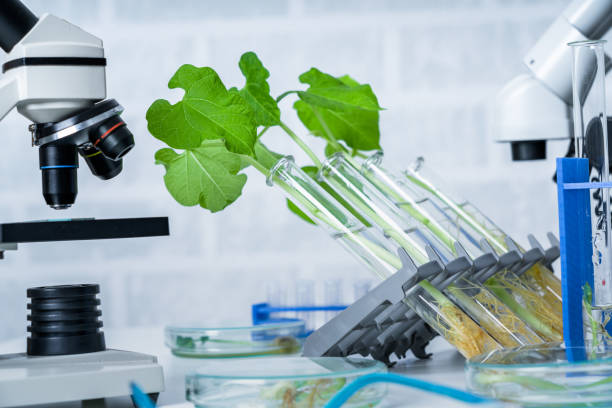 sperimentare la flora in laboratorio. piantine in laboratorio. - agrigulture foto e immagini stock