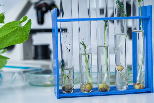eksperymentowanie z florą w laboratorium. sadzonki w laboratorium. - agrigulture zdjęcia i obrazy z banku zdjęć