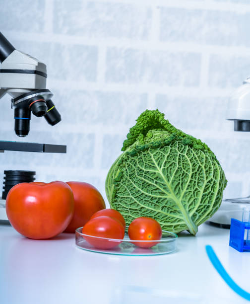 istock Genetic breeding of vegetables in lLaboratory , analyzing food quality, 1206699164
