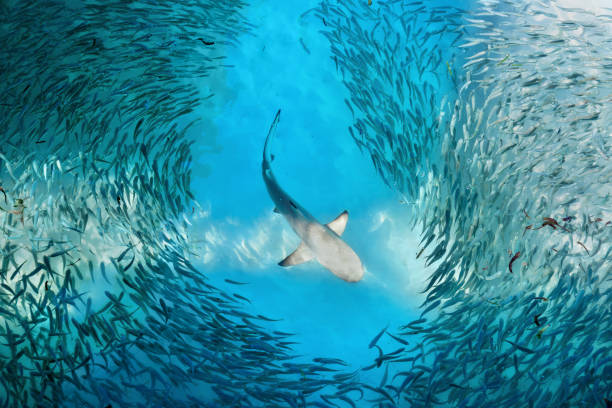 Shark and small fishes in ocean Shark and small fishes in ocean - nature background animal fin photos stock pictures, royalty-free photos & images