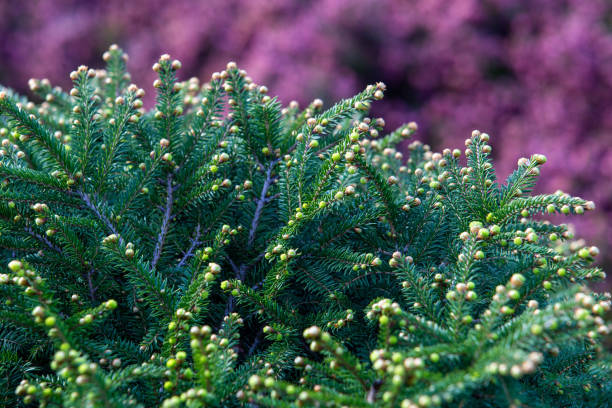 istock Idyllic nature : cones from a low coniferous tree at Marzan recreational park 1206700147