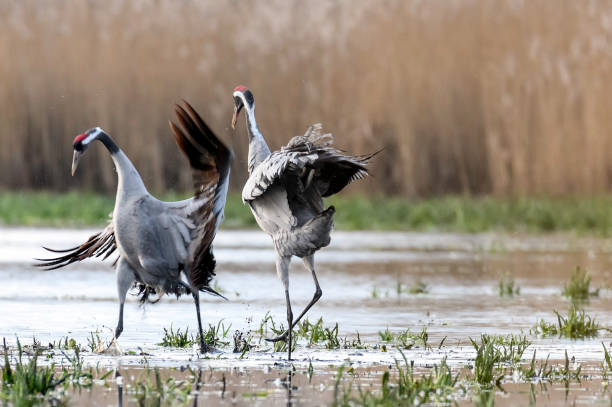 istock Common crane (Grus grus) in the wild. Early morning on swamp erens. 1206700289