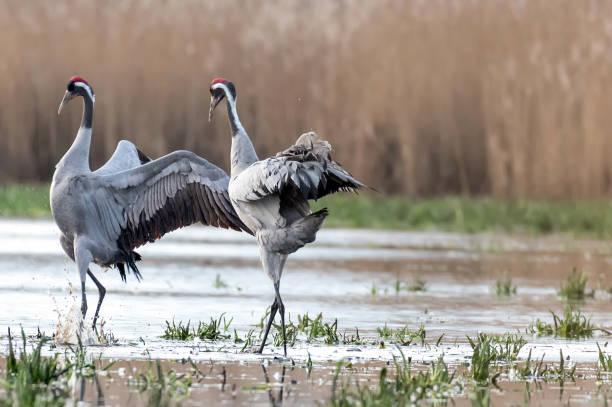 istock Common crane (Grus grus) in the wild. Early morning on swamp erens. 1206700308