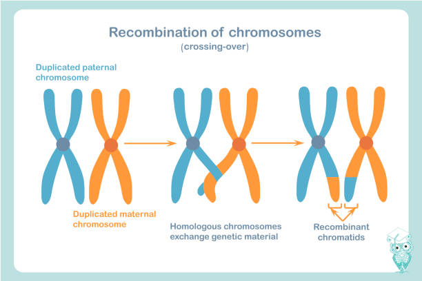 Recombination Drawing Example 210+ Recombination Stock Illustrations, Royalty-Free Vector Graphics ...