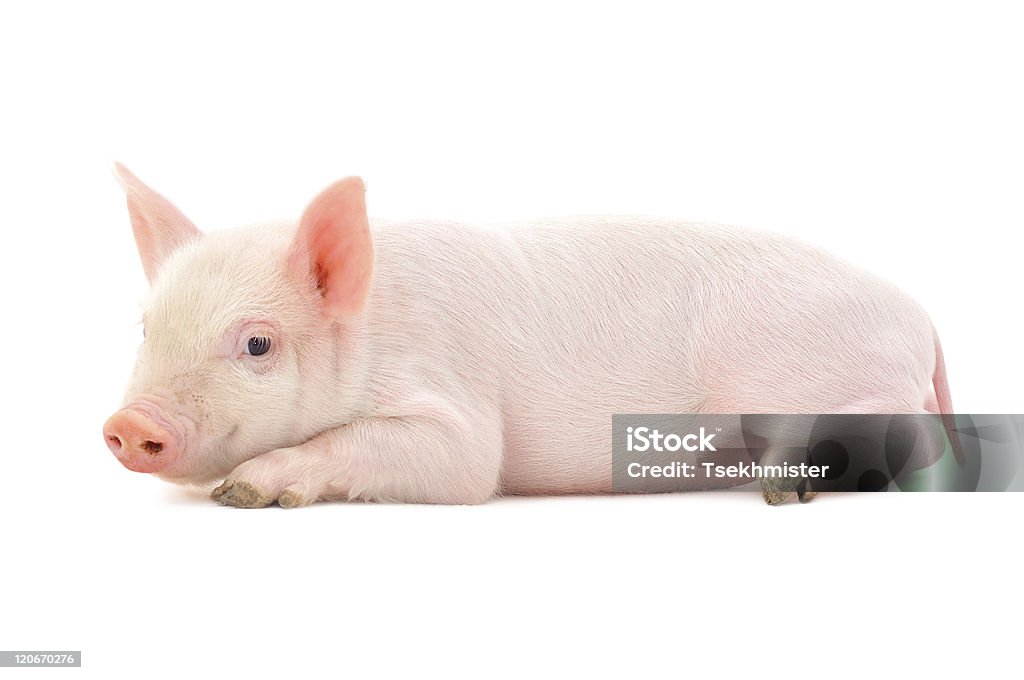 Свинья на белом - Стоковые фото Поросёнок роялти-фри