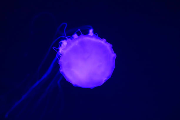 a urtiga do pacífico chrysaora fuscescens , ou urtiga do mar da costa oeste, é um escyphozoan plânctônico comum que vive no oceano pacífico oriental do canadá ao méxico - scyphozoan - fotografias e filmes do acervo