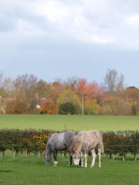 Two Foals Two cute Welsh foals graze in a paddock in beautiful light. welsh pony foal stock pictures, royalty-free photos & images