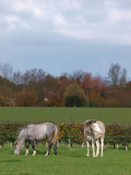 Two Foals Two cute Welsh foals graze in a paddock in beautiful light. welsh pony foal stock pictures, royalty-free photos & images