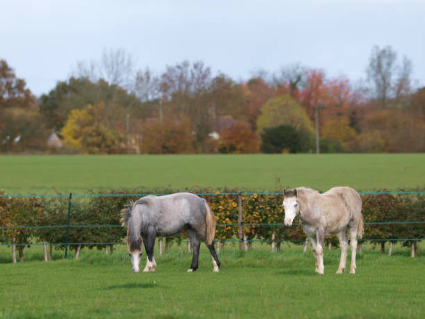 Two Foals Two cute Welsh foals graze in a paddock in beautiful light. welsh pony foal stock pictures, royalty-free photos & images