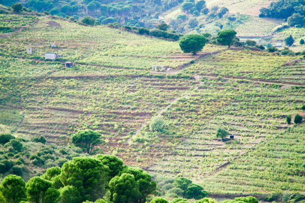 istock background of green vineyards 1206703999
