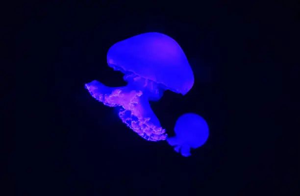 Cannonball jellyfish Stomolophus meleagris , also known as the cabbagehead jellyfish, is a species of jellyfish in the family Stomolophidae