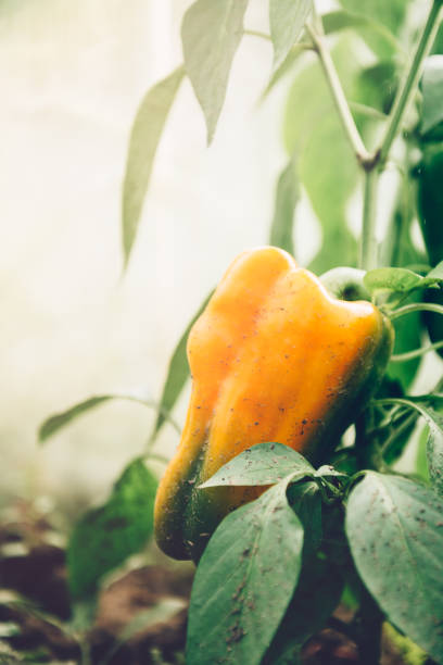 Close up of homegrown organic sweet peppers growing in a vegetable greenhouse garden.