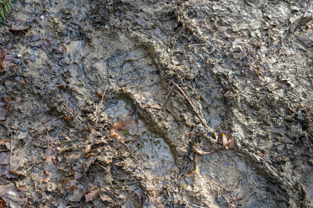 footprints in a section of mud - dirt road textured dirt mud imagens e fotografias de stock