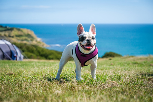 Happy French Bulldog standing a the camp site in Osmington Mills, Dorset