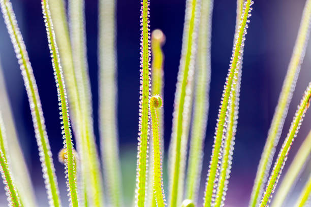 Macro of beautiful Sundew plant with tiny drops, beautiful nature background, full frame horizontal composition