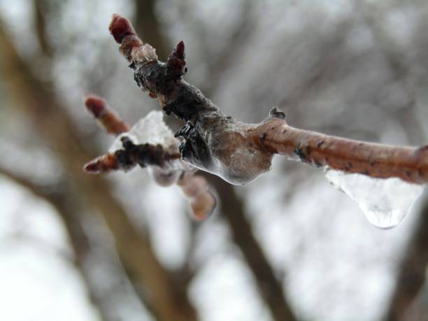 istock A frozen branch of a young tree 1206705818