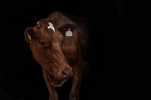 close up of a brown cow with a cut out black background shot in the evening in norway